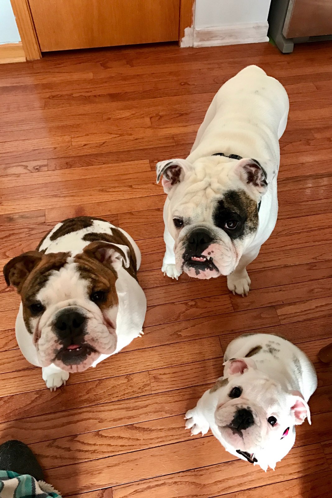 Healthy English Bulldog Puppies For Sale In Chicago Dog